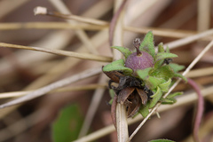Ipomoea eriocarpa